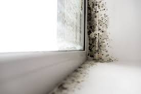 black mold